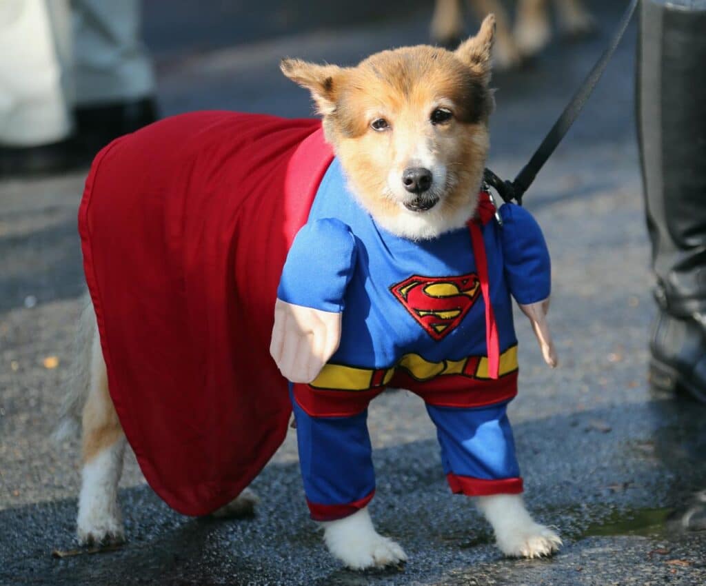 Petrifying Pets! TODAY Show Viewers' Halloween Pet Parade