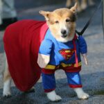 Petrifying Pets! TODAY Show Viewers' Halloween Pet Parade