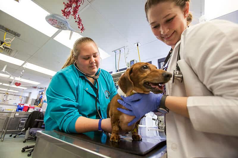 Vet Tech Courses Near Me