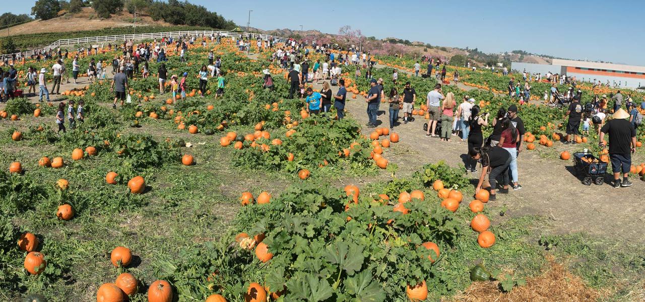 Cal Poly Pumpkin Patch October 2024 photo opportunities