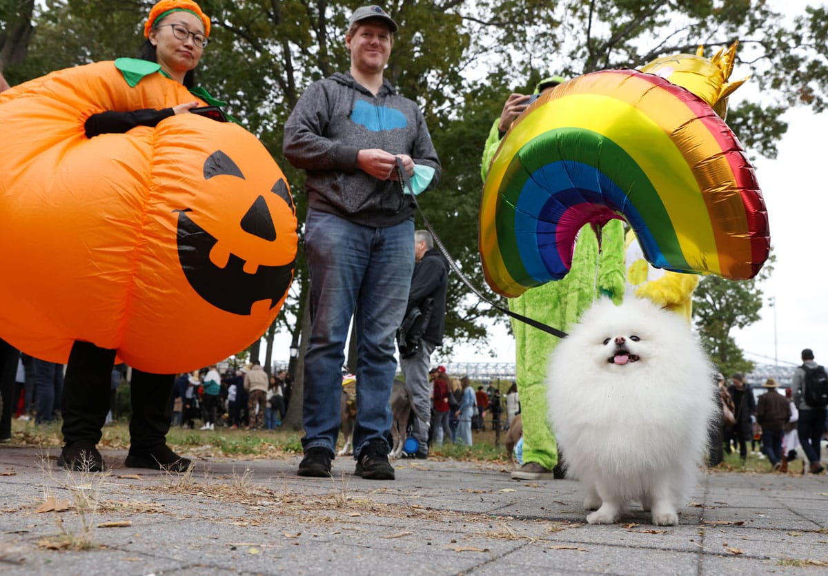 Petrifying Pets! TODAY Show Viewers' Halloween Pet Parade