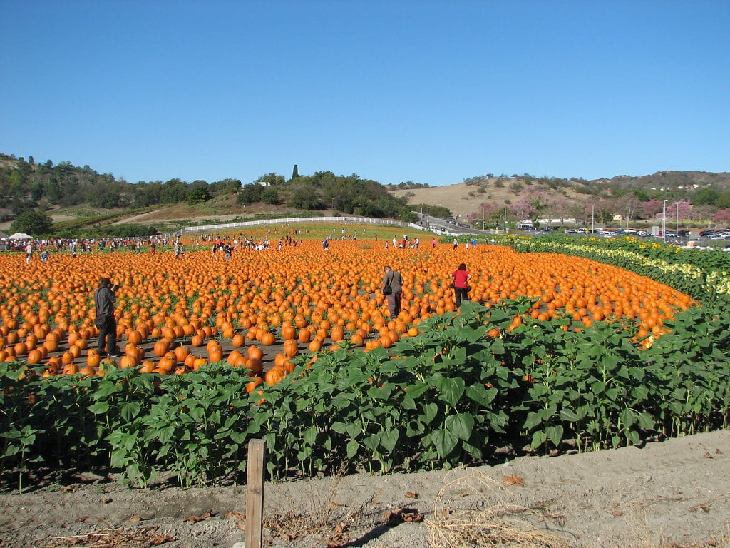 Cal Poly Pumpkin Patch October 2024 group discounts