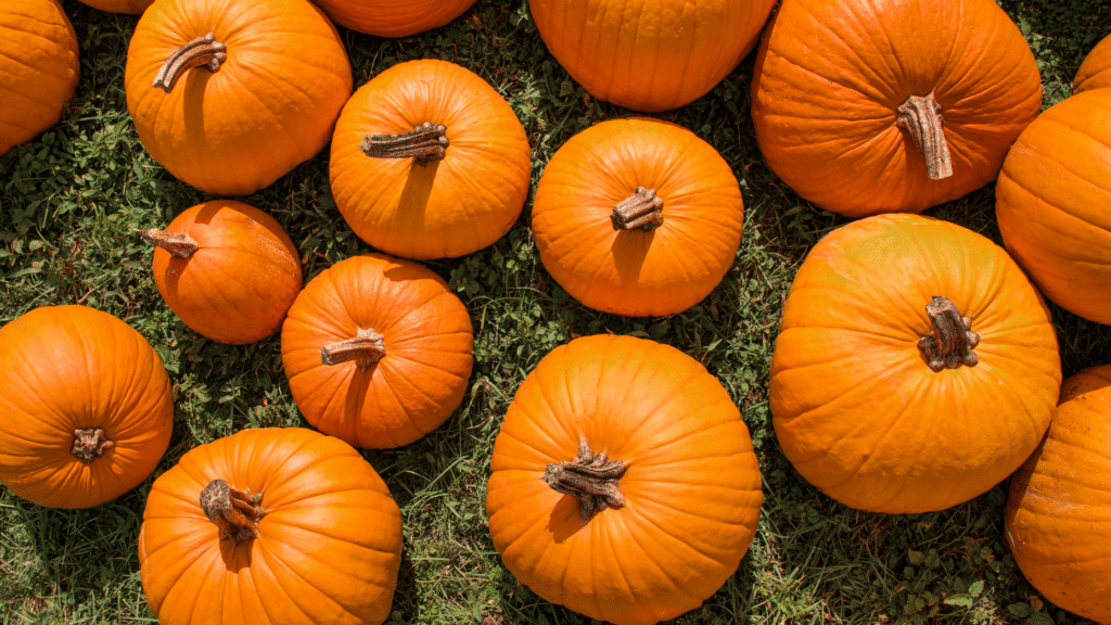 Cal Poly Pumpkin Patch October 2024 reviews and ratings