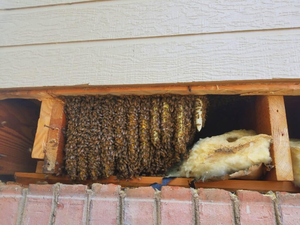 Bee Removal Service Near Me