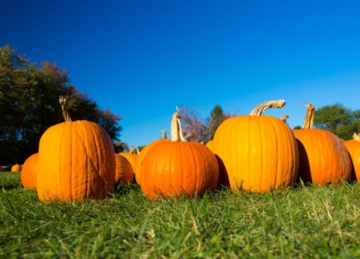 Cal Poly Pumpkin Patch October 2024