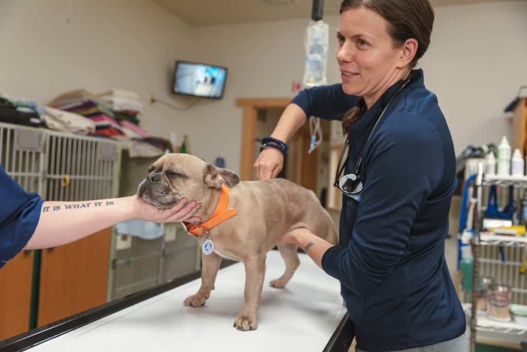 Animal Chiropractic Near Me