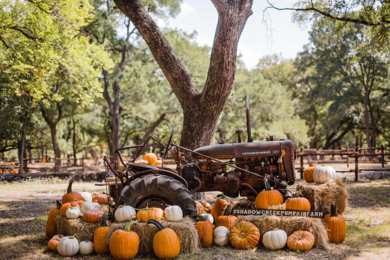 Cal Poly Pumpkin Patch October 2024 best time to visit