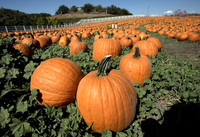 Cal Poly Pumpkin Patch October 2024