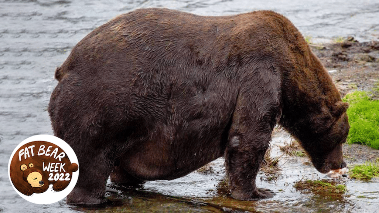 Fat Bear Week 2024: The Best Photos and Videos of the Bears